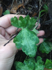 Ranunculus sierrae-orientalis