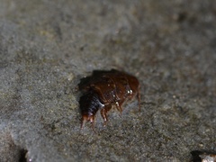 Peltoperlidae