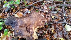 Lactifluus sepiaceus