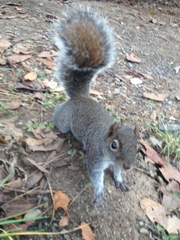 Sciurus alleni