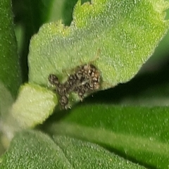 Cyphonia clavigera