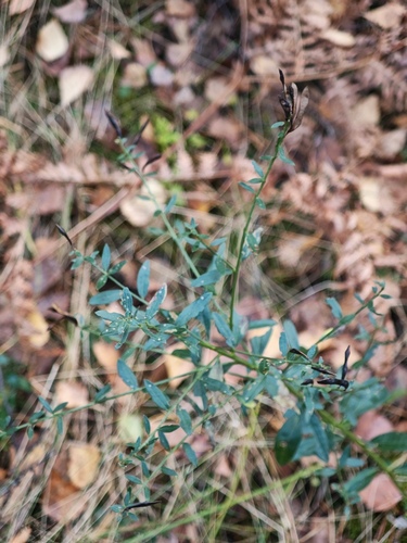 Genista tinctoria, 2026-10-17
