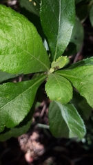 Cyphonia clavigera