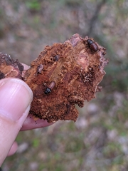 Dendroctonus rufipennis