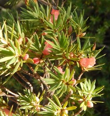 Brachyloma ericoides