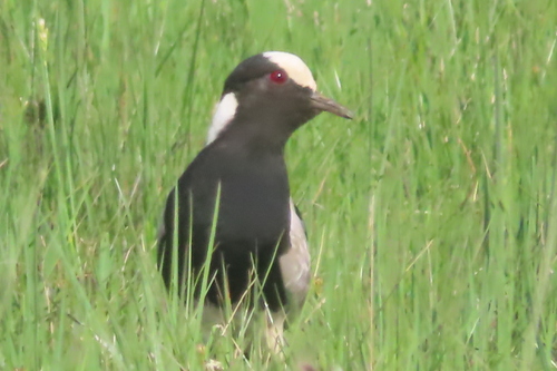 iNaturalist image