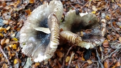 Russula tawai