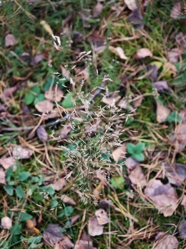 Agrostis capillaris observed 2026-10-17