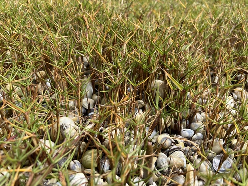 Paspalum vaginatum observed 2026-10-15