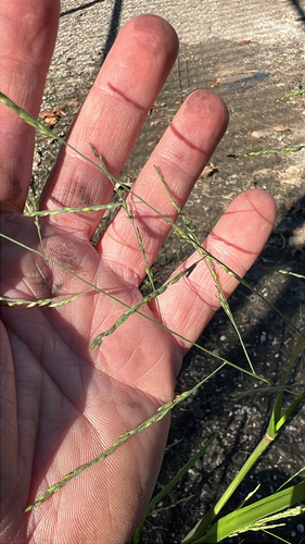 Panicum dichotomiflorum observed 2026-10-19