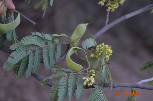 Libidibia coriaria observed 2026-10-02