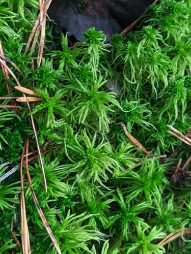 Sphagnum girgensohnii observed 2026-10-18