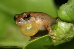 Pseudophilautus popularis