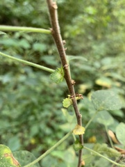 Acalypha glabrata pilosa