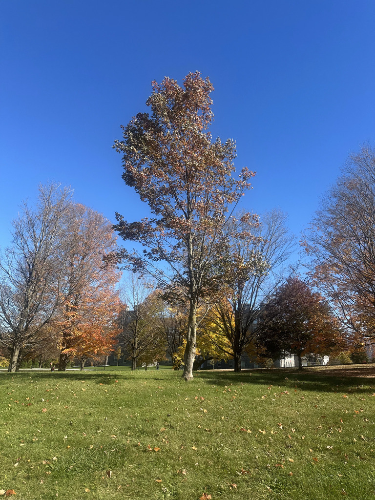 A photograph from Oct 19, 2026 near Middlebury Gap & Snow Bowl, where the observer’s point is approximate.