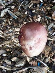 Stropharia rugosoannulata