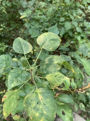 Acalypha glabrata pilosa