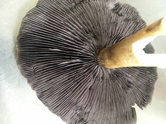 Stropharia rugosoannulata