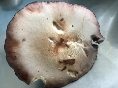 Stropharia rugosoannulata