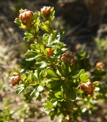 Pomaderris obcordata