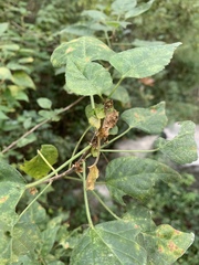 Acalypha glabrata pilosa