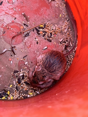 Merriam's Kangaroo Rat