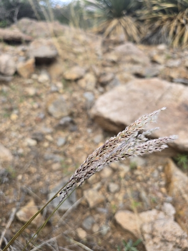 Arizona cottontop