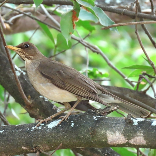 Creamy-bellied Thrush