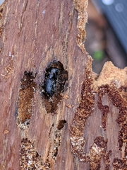 Dendroctonus rufipennis