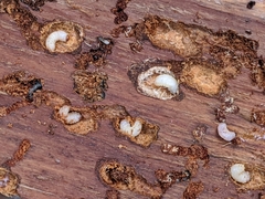 Dendroctonus rufipennis
