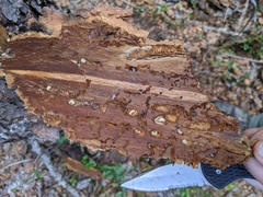 Dendroctonus rufipennis