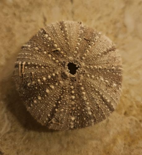 Tripneustes gratilla observed 2026-10-19