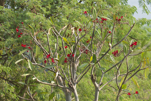 Plumeria rubra observed 2026-10-19