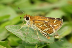 Taractrocera maevius