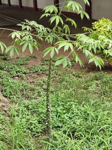 Manihot esculenta observed 2026-10-19