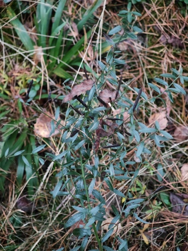 Genista tinctoria, 2026-10-17