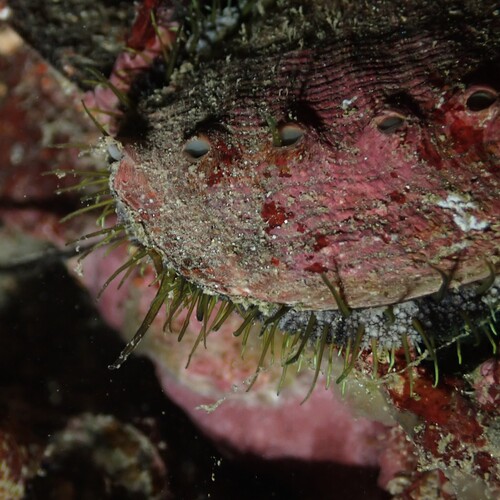 Haliotis tuberculata observed 2026-10-17