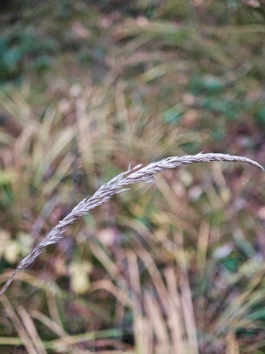 Calamagrostis arundinacea observed 2026-10-17