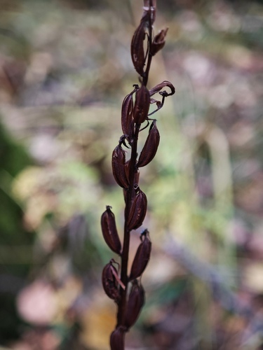 Platanthera bifolia, 2026-10-17
