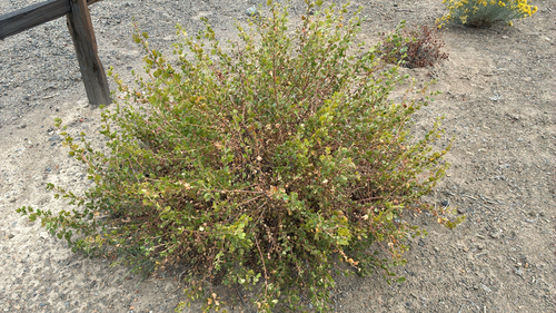 Ribes cereum observed 2026-10-19