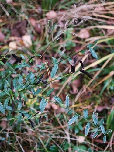 Genista tinctoria, 2026-10-17