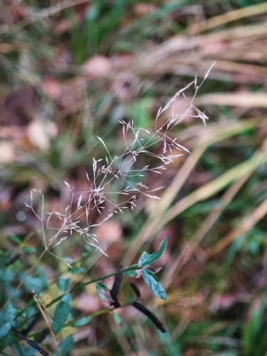 Agrostis capillaris observed 2026-10-17