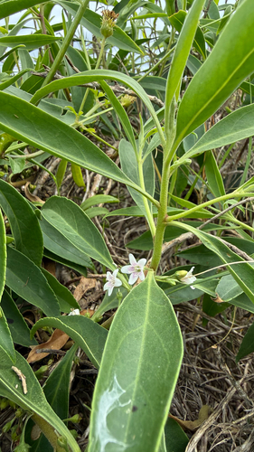 Myoporum sandwicense observed 2026-10-17