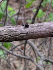 Dendroctonus rufipennis