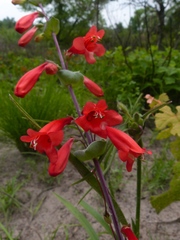 Penstemon murrayanus