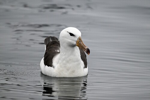 iNaturalist image