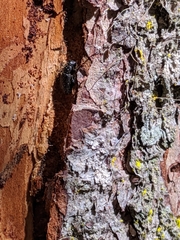 Dendroctonus rufipennis