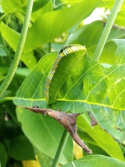 Protographium epidaus