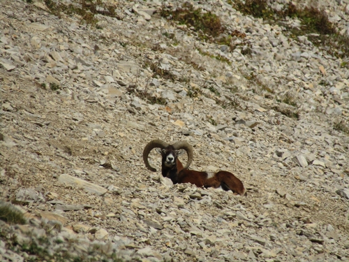 European Mouflon