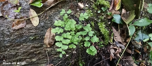 black maidenhair fern
